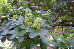 Schinus terebinthifolia